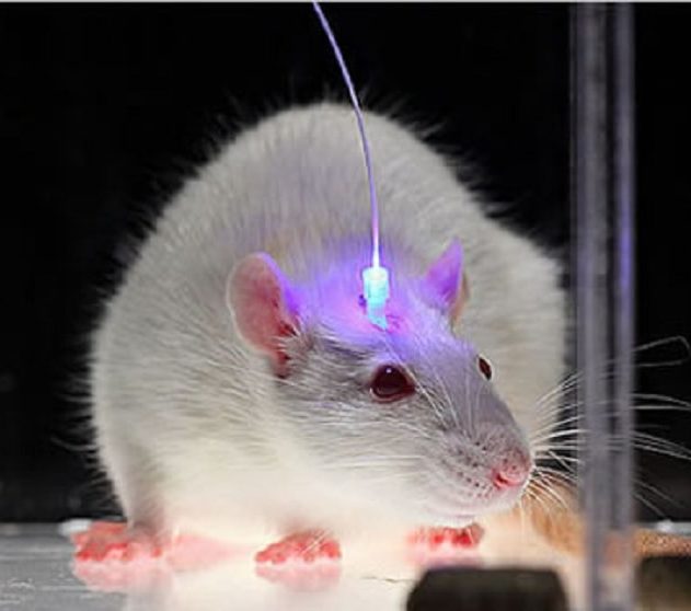 rats alcool laser