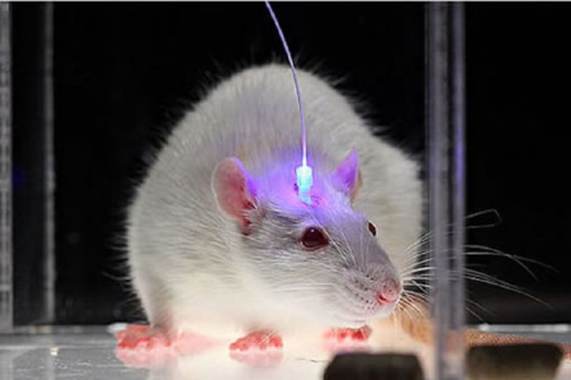 rats alcool laser