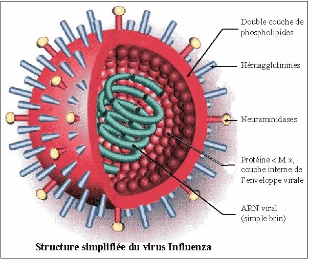 virus grippe influenza
