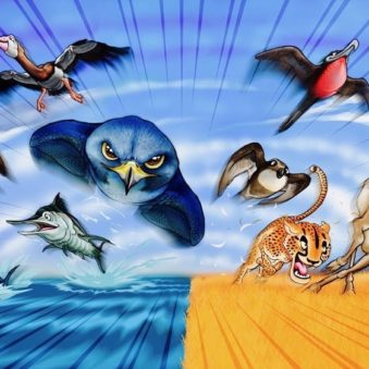 animaux rapidite vitesse