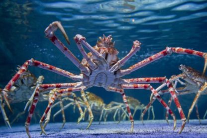 araignee crabe gigantisme abyssal