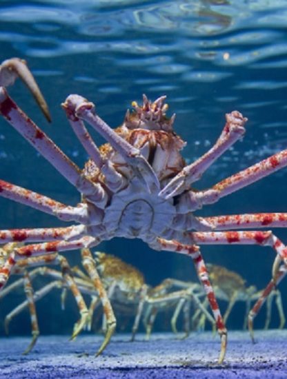 araignee crabe gigantisme abyssal