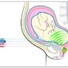 babypod schema
