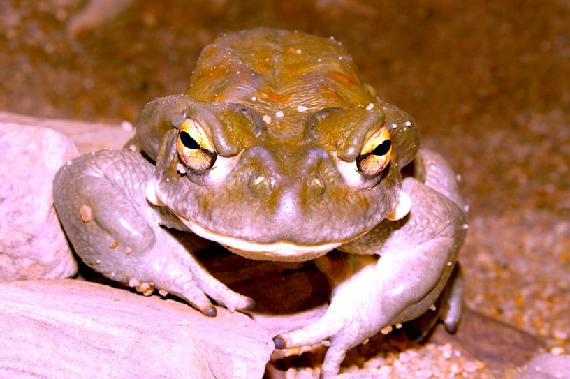 bufo incilius alvarius substance psychedelique traitement depression