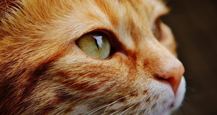 Les chats reconnaissent leur nom... même s'ils laissent penser le contraire — Science Les chats reconnaissent leur nom... même s'ils laissent penser le contraire — Science