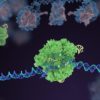 crispr cas9 adn