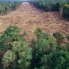 deforestation foret arbres