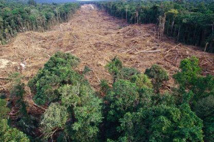 deforestation foret arbres