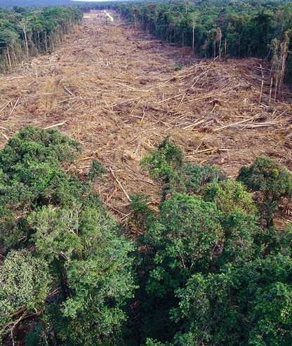 deforestation foret arbres