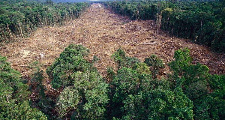 Déforestation : les pertes d'arbres tropicaux et de forêts ...