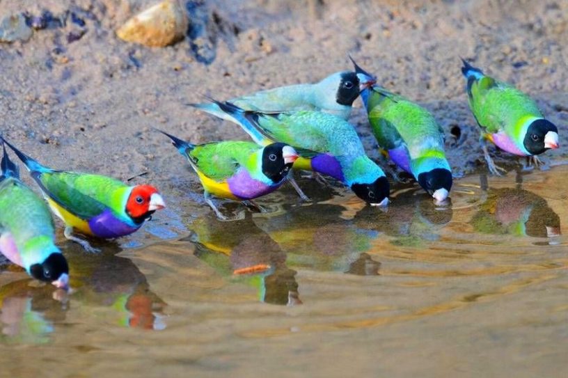 diamant gould oiseau tete coloration differente