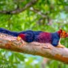 ecureuil geant indien couleurs vives