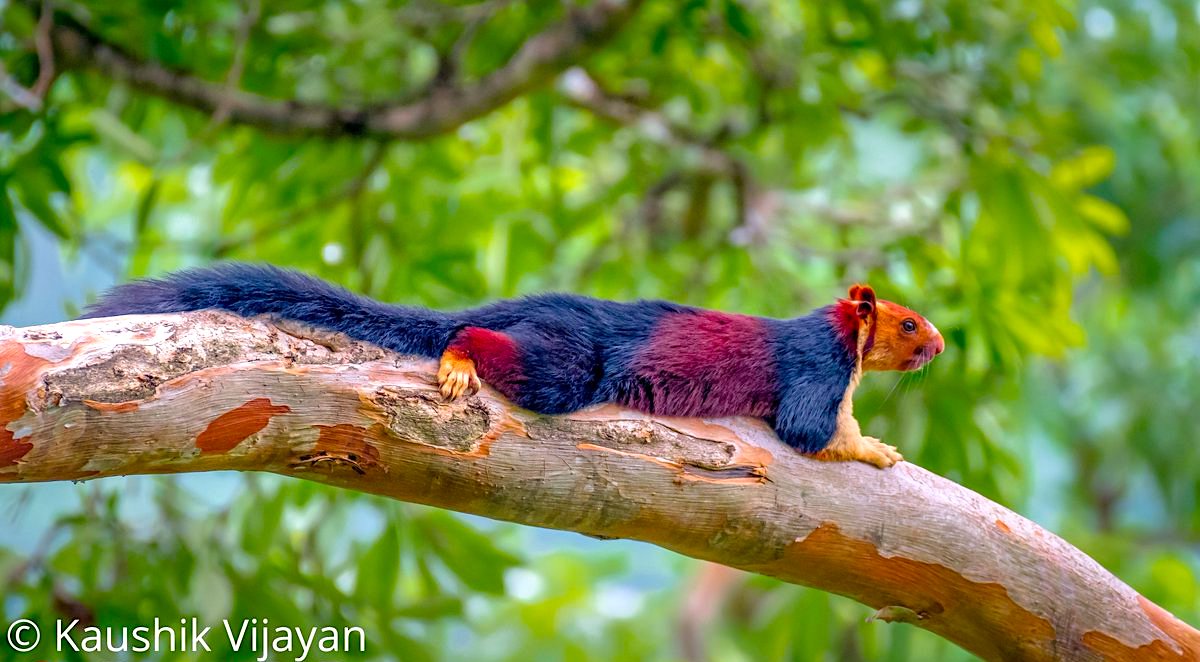 Decouvrez Ces Incroyables Photos D Un Enorme Ecureuil Multicolore En Inde