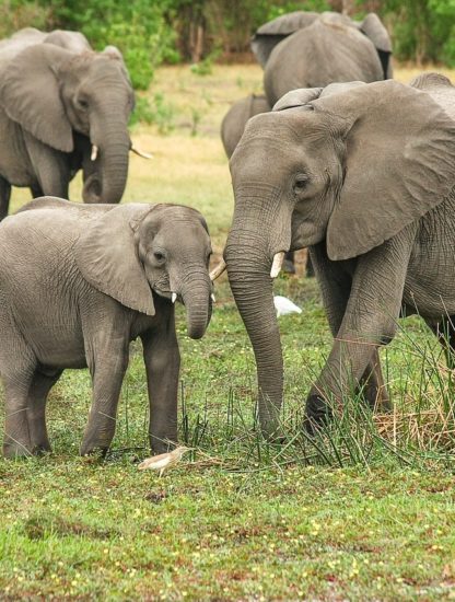 elephant afrique sud braconnage