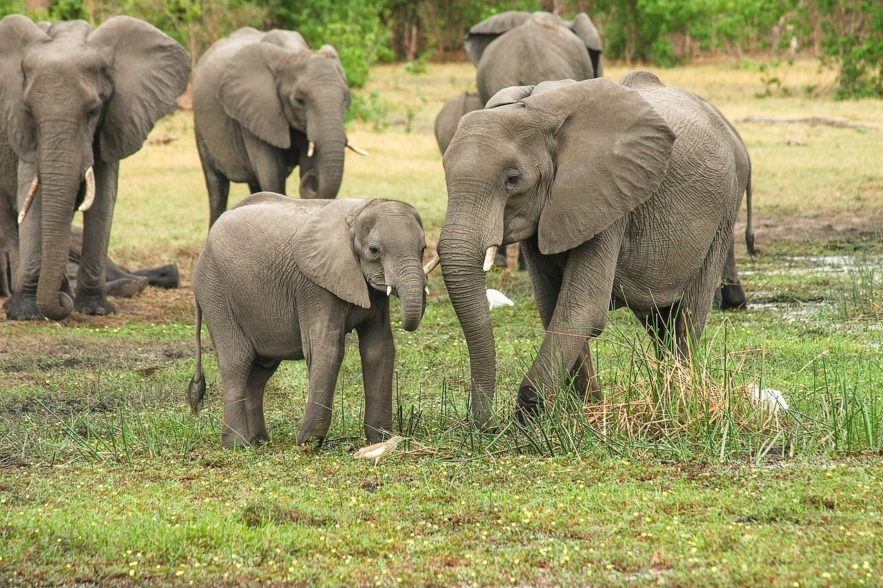 elephant afrique sud braconnage