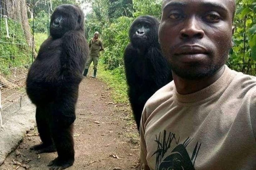 gorilles bipedes gardien humain
