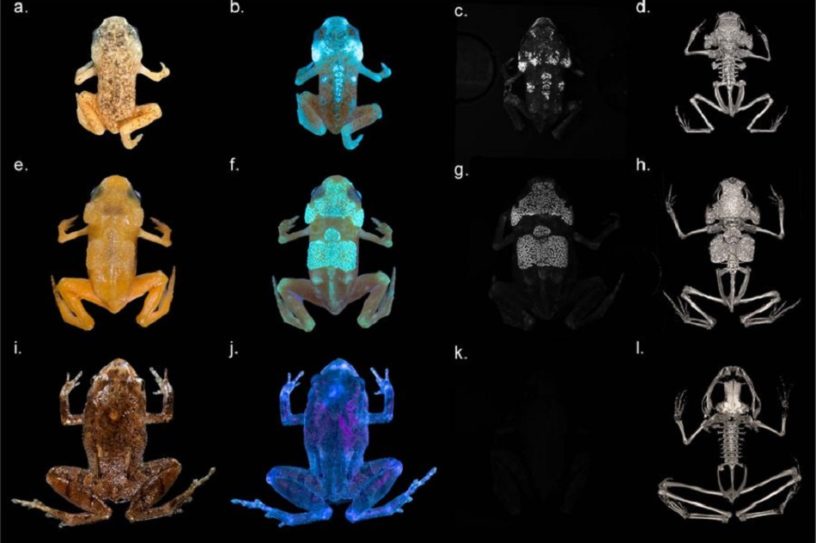 grenouille os squelette fluorescent uv