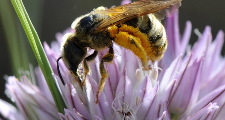 Un médecin retire quatre abeilles vivantes de l’œil d'une femme Un médecin retire quatre abeilles vivantes de l’œil d'une femme
