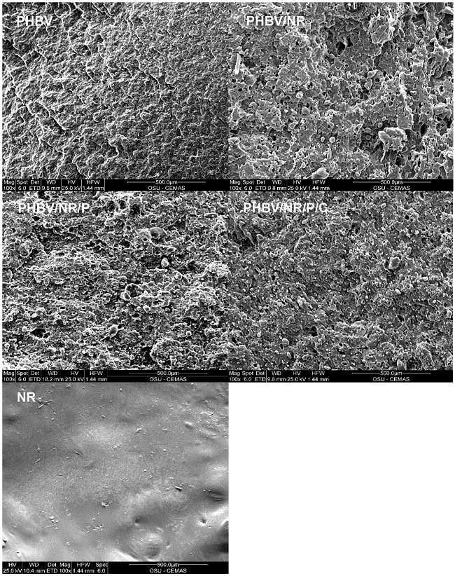 microscope phbv caoutchouc