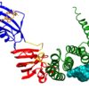 proteine FKBP51