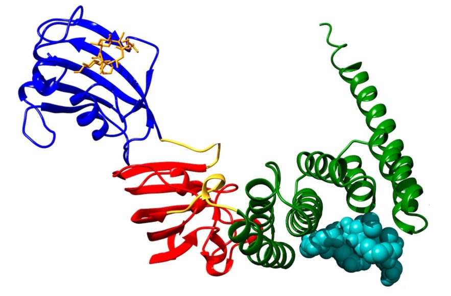 proteine FKBP51