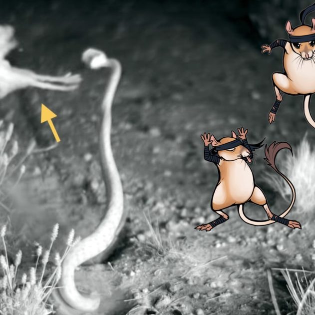 rat-kangourou ninja coup pattes serpent