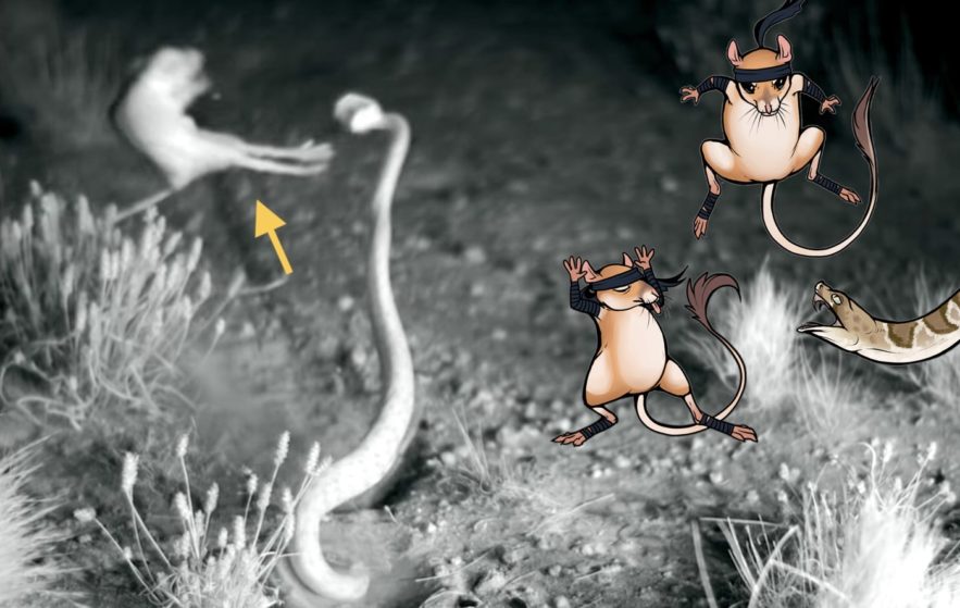rat-kangourou ninja coup pattes serpent