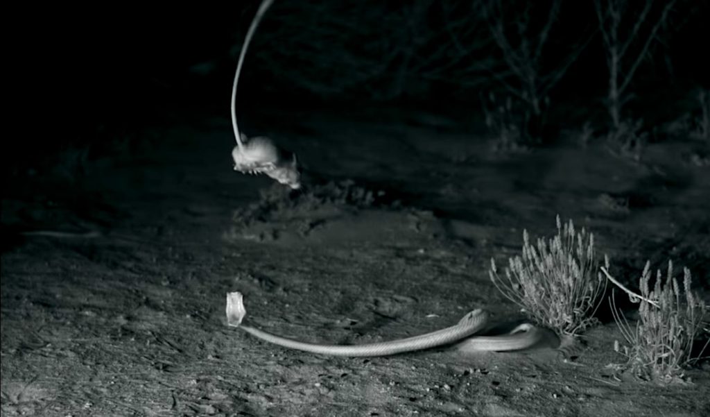 rat kangourou ninja esquive serpent