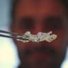 souris transparente tissus organiques transparence