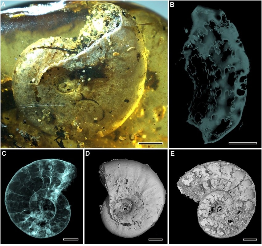 ammonite ambre microscope