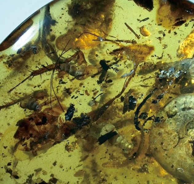 ammonite animaux ambre