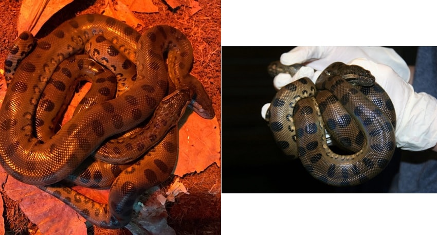 bebes serpent anaconda