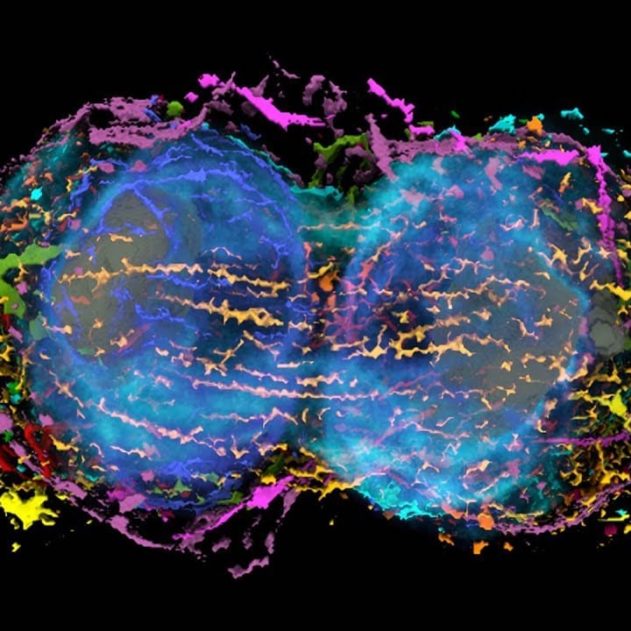 cellule souche mitose 3D