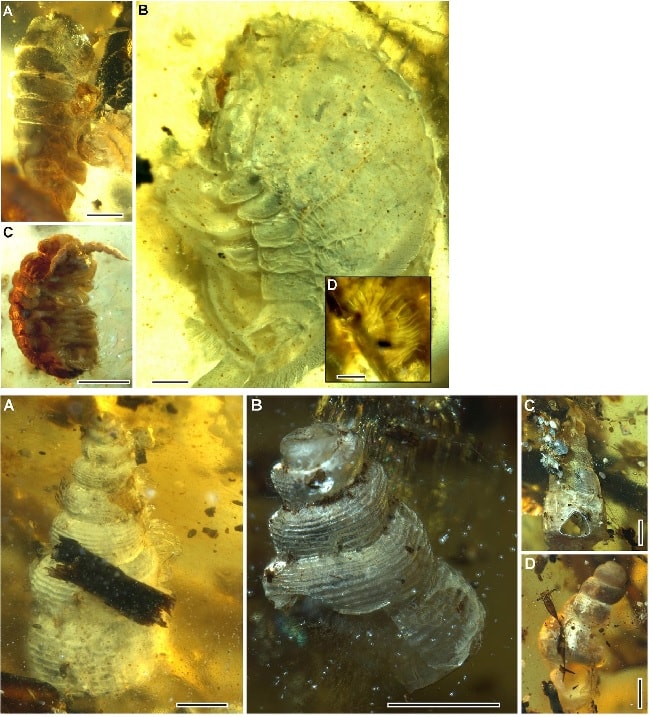 gastropode isopode ambre