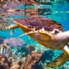 rapport onu biodiversite rechauffement changement climatique homme cause