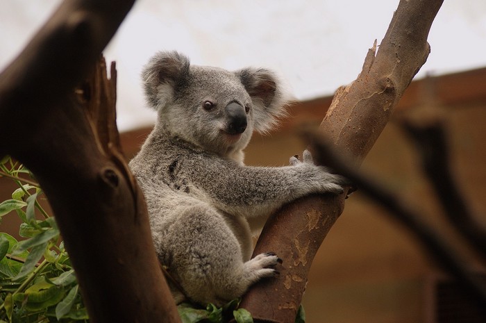 koala foret