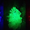 lumiere disco foret arbres