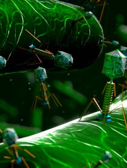 phages mycobacteries
