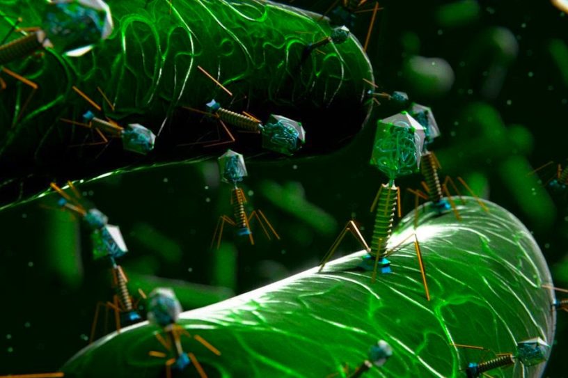 phages mycobacteries