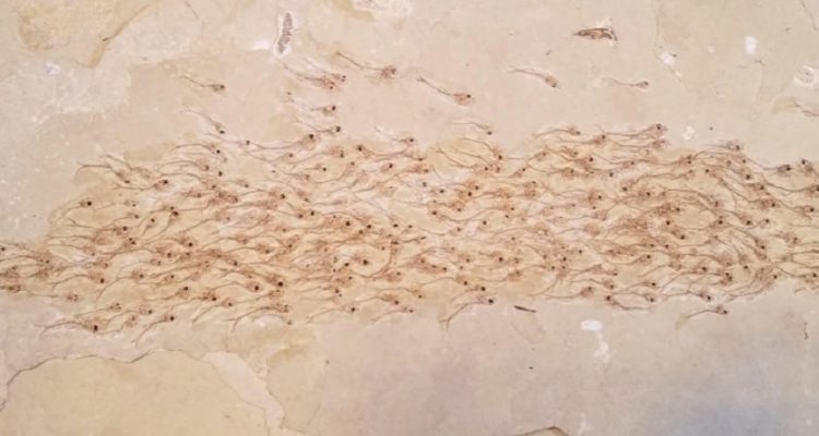 Découverte de poissons fossilisés vieux de 50 millions d’années ! By Thomas Boisson Poissons-fossiles-dalle-750x400