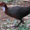 rale de cuvier oiseau mort revenue vie atoll seychelles fossiles os ossements