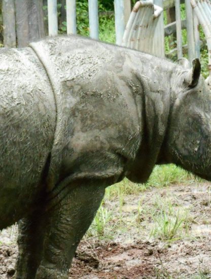 rhinoceros sumatra tam