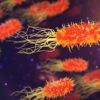superbacterie
