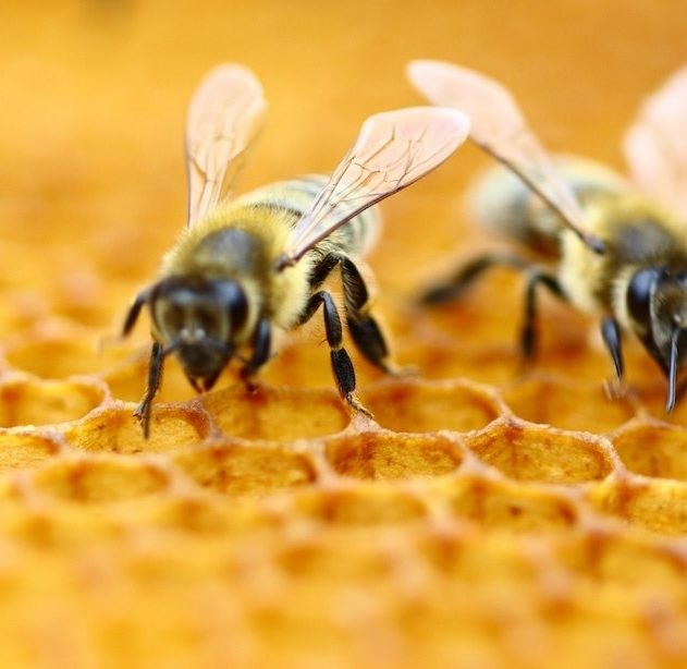 abeilles symboles nombres