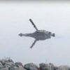 alligator avec couteau dans crane texas