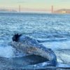 baleine grise echouee californie