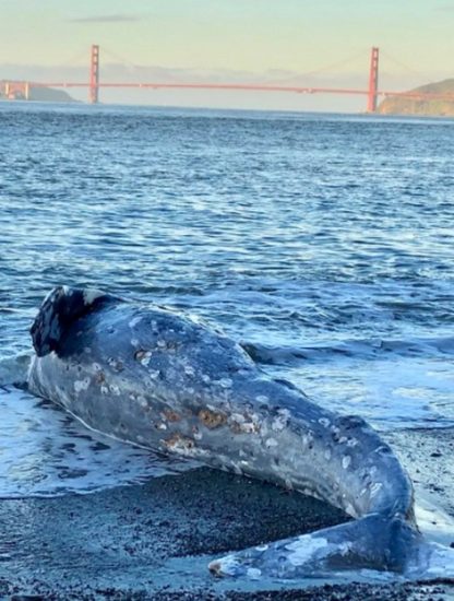 baleine grise echouee californie