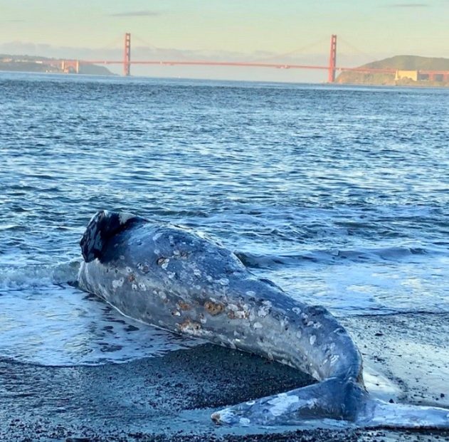 baleine grise echouee californie