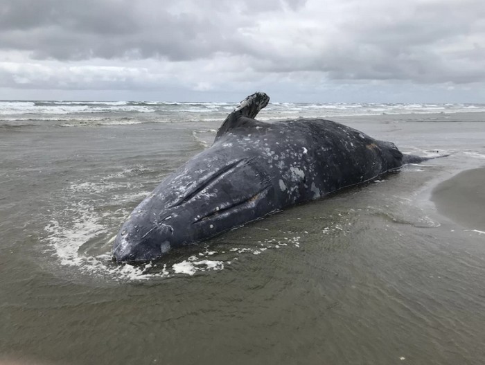 baleine grise morte echouee place cote ouest