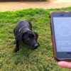 chiens detectent champ magnetique terrestre alignement defequation